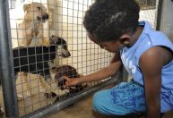 Câmara aprova projeto que incentiva a adoção de animais; entenda