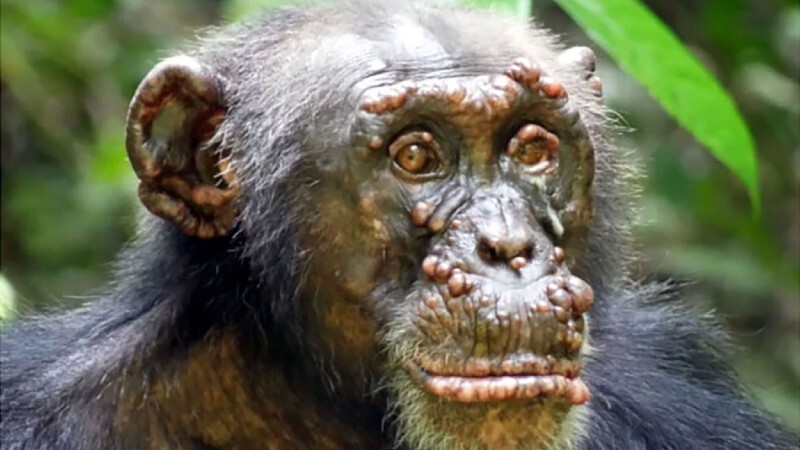 chimpanzés contraem lepra