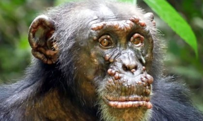 Hanseníase é encontrada em chimpanzés selvagens pela primeira vez