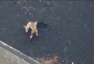 Operador de drone tentará resgatar cães abandonados do vulcão em La Palma
