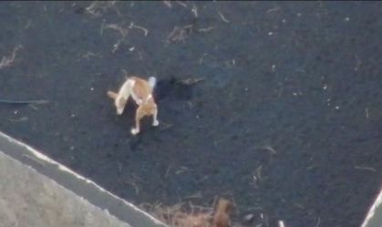 Operador de drone tentará resgatar cães abandonados do vulcão em La Palma