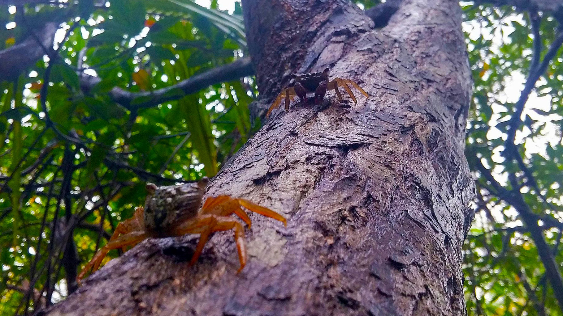 Enquanto a maioria dos caranguejos vivem em um ambiente marinho, alguns podem viver em terra ou em água doce, outros podem subir em árvores / Javier Luque/Harvard University