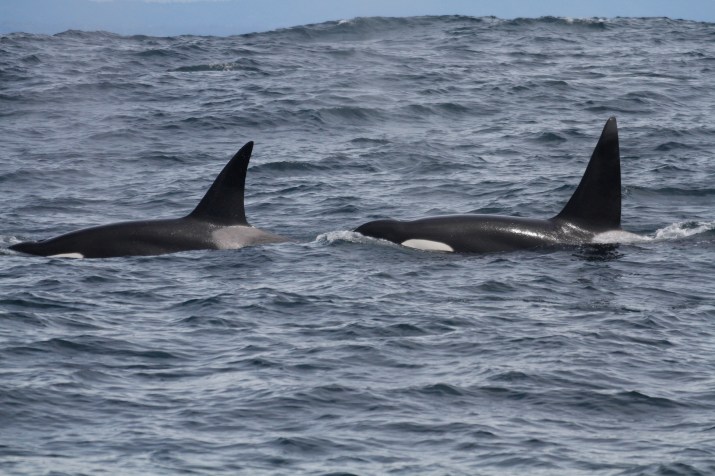 Duas baleias assassinas viajando ao longo das ondas do oceano / Josh McInnes