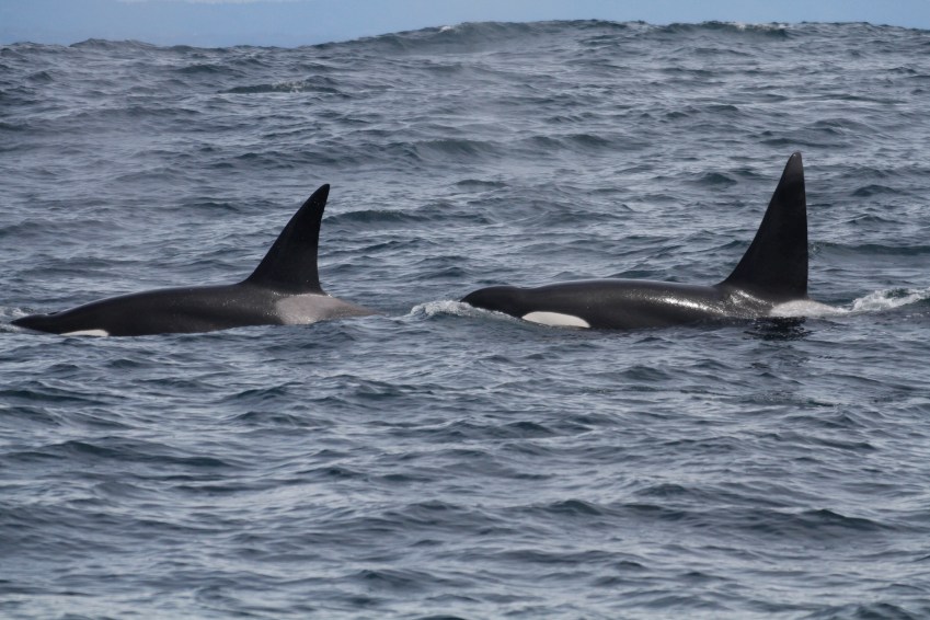 Duas baleias assassinas viajando ao longo das ondas do oceano / Josh McInnes