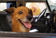 Conheça Leo, o cachorro que salvou a vida de seu dono e se tornou gerente de hotel