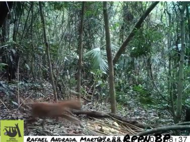 Pesquisador da Uerj Rafael Andrada filmou onça parda