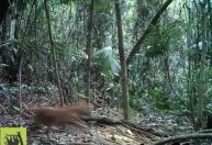 Após 80 anos, exemplar de onça-parda volta a ser visto no Rio de Janeiro