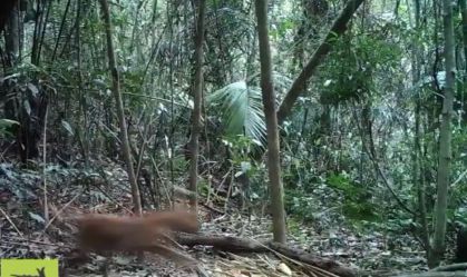 Pesquisador da Uerj Rafael Andrada filmou onça parda