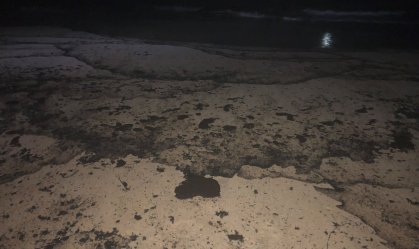 Animais são encontrados mortos em praia da Califórnia após vazamento de petróleo