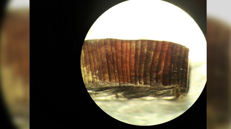 Esta imagem do microscópio mostra anéis dentro de um fragmento de madeira de L'Anse aux Meadows / Petra Doeve
