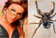 Fóssil de aranha que homenageia Pabllo Vittar é devolvido ao Brasil