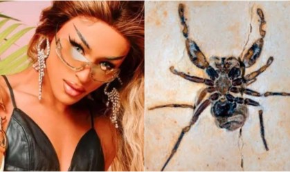 Fóssil de aranha que homenageia Pabllo Vittar é devolvido ao Brasil
