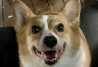 Cachorro é morto por agentes sanitários anti-Covid na China e gera revolta