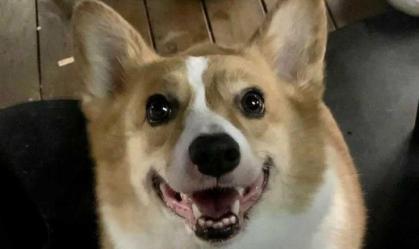 Cachorro é morto por agentes sanitários anti-Covid na China e gera revolta