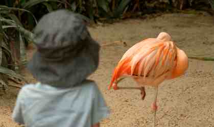 Dois últimos flamingos da Austrália, símbolos LGBTQ+, são exibidos em museu
