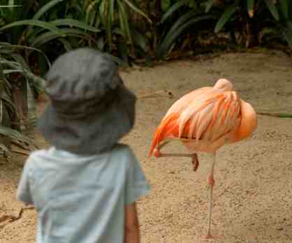 Flamingo Chile