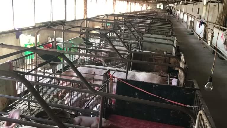 Fazenda de criação de porcos, na China