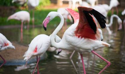 Flamingo africano que vivia no Parque das Aves, em Foz do Iguaçu (PR)