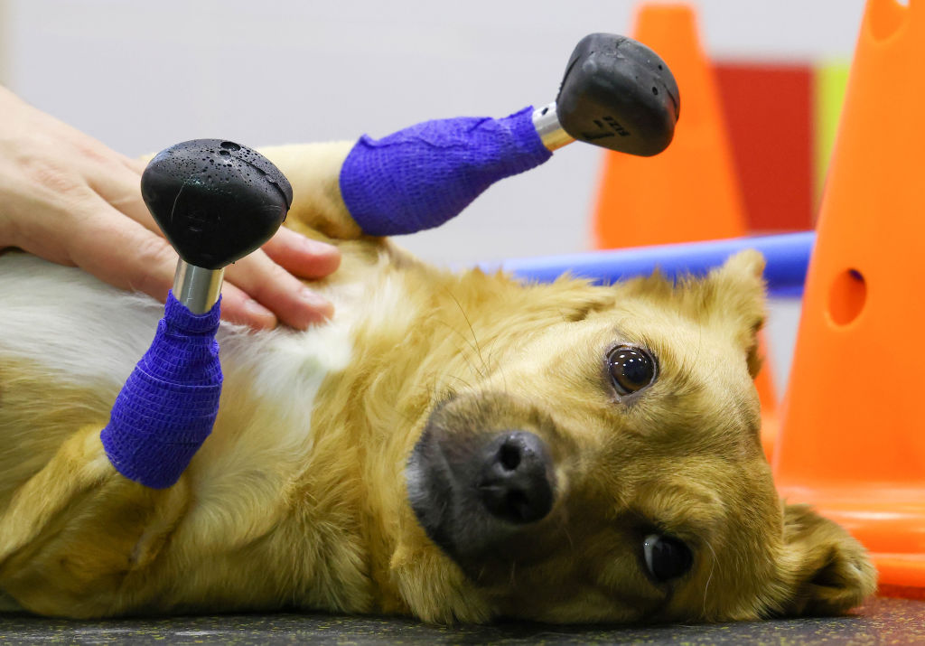 Amputee dog receives four prosthetic paws at Novosibirsk vet clinic