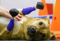 Cadela que quase foi sacrificada por lesões ganha próteses de titânio na Rússia