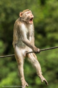 Foto de um macaco