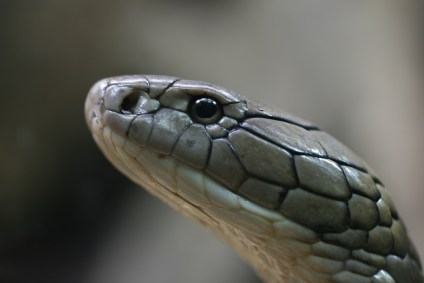 Perfil de cobra