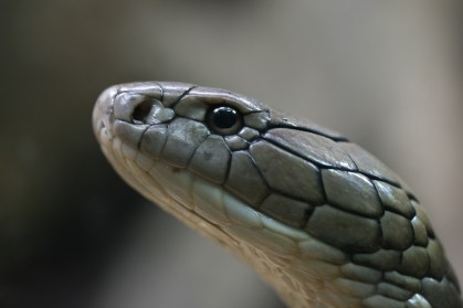 Perfil de cobra