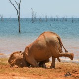 Elefante