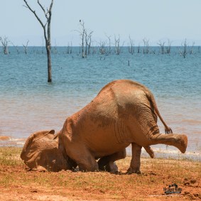 Elefante
