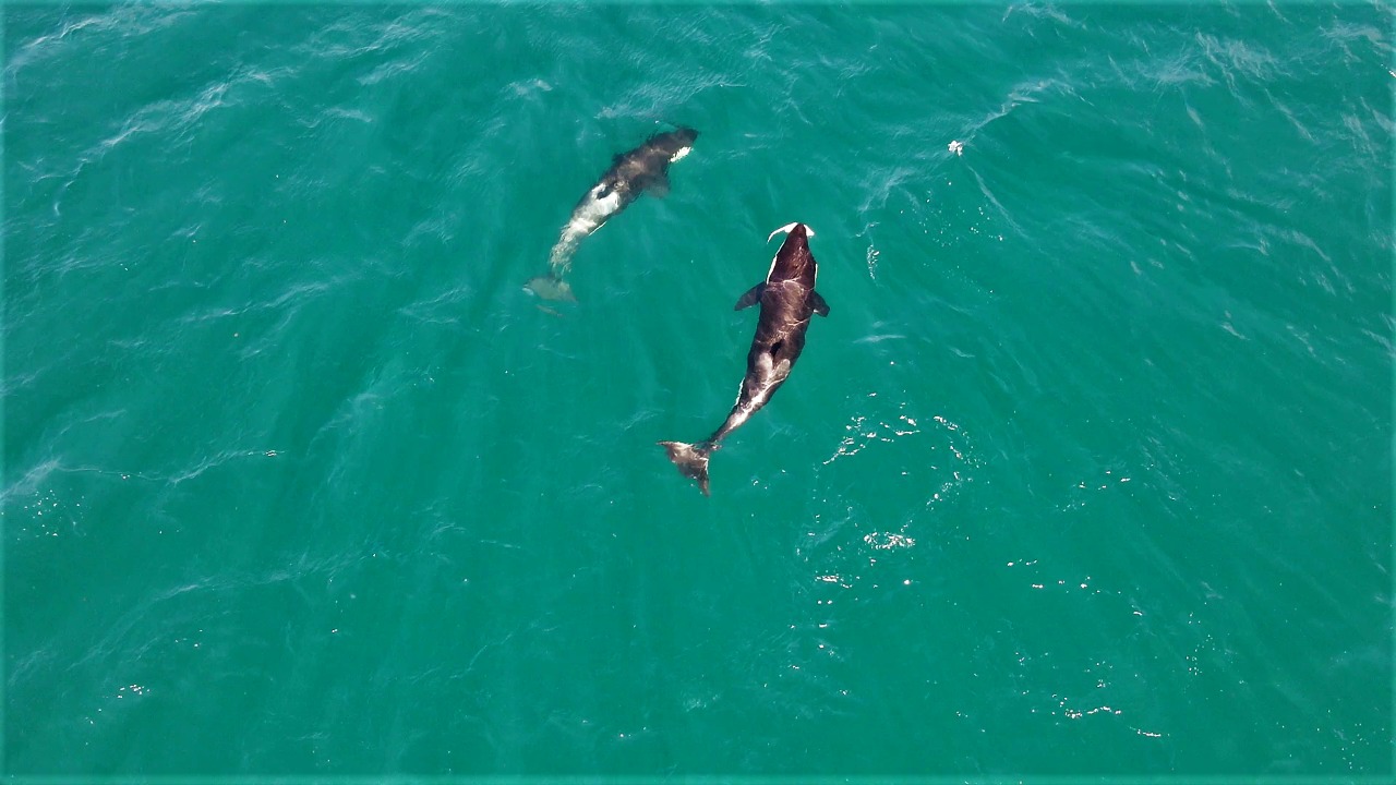 RJ: Orcas chegam perto de praia em Arraial do Cabo