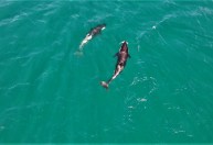 Dez orcas chegam perto de praia em Arraial do Cabo, no Rio de Janeiro