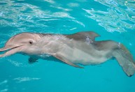 Protagonista de “Winter, O Golfinho” morre em aquário nos EUA