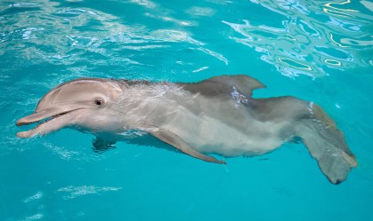 Protagonista de "Winter, O Golfinho" morre em aquário nos EUA