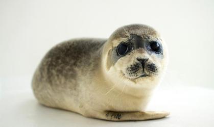 bebê foca