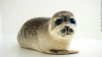 bebê foca