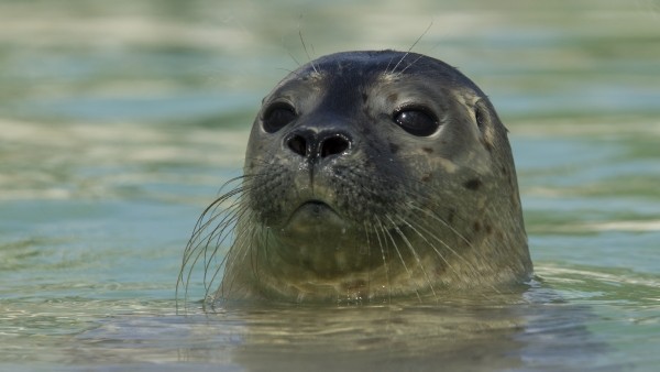 Foca bebê / John O' Connor/Seal Center Pieterburen/Divulgação