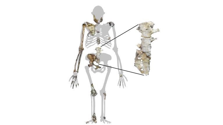 Silhueta do Australopithecus sediba mostrando as vértebras recém-encontradas junto com outros restos de esqueletos da espécie / University of Witwatersrano