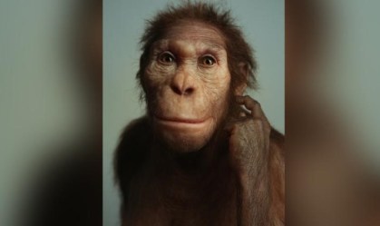 Fósseis sugerem que ancestrais caminhavam como humanos e escalavam como macacos