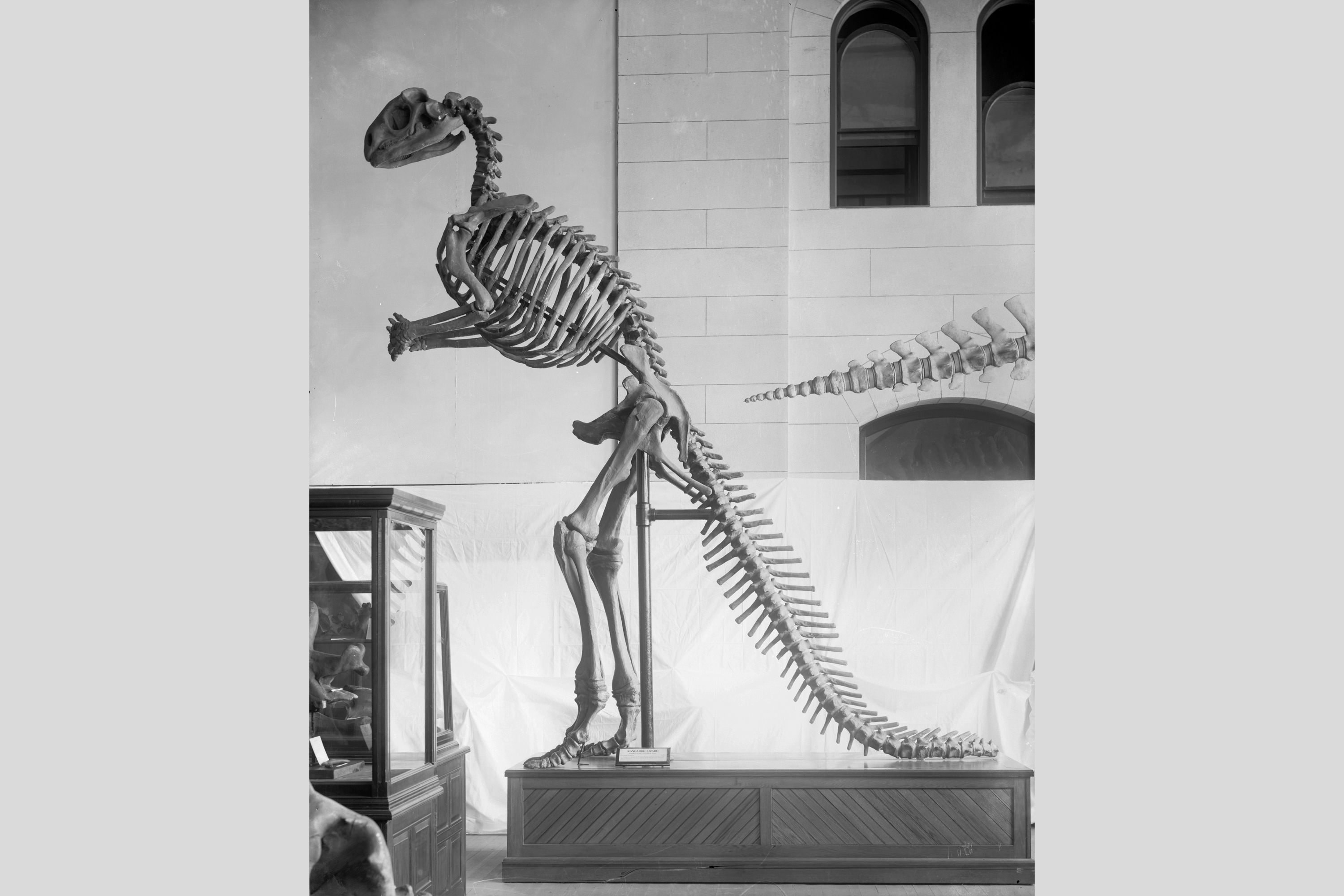 Uma restauração do esqueleto de Hadrosaurus foulkii com base no original da Academia de Ciências Naturais da Filadélfia, a primeira montagem de um dinossauro em museu que também estava, corretamente, de pé / Smithsonian Institution Archives