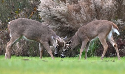 Avanço do contágio do coronavírus entre animais preocupa cientistas