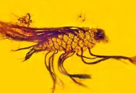 Âmbar conserva o comportamento raro de uma planta em espécie extinta de pinha