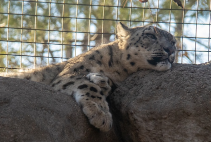 Leopardo-da-neve