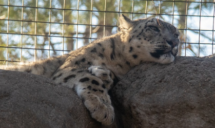 Leopardos-das-neves morrem de complicações de Covid-19 em zoológico nos EUA