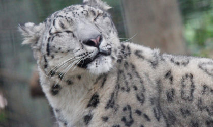 leopardo da neve 6
