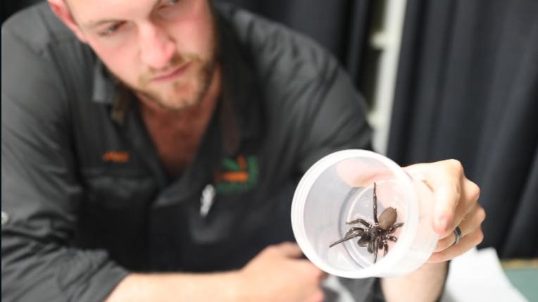 O cuidador de aranhas, Jake Meney, com a mega-aranha / Parque de Répteis da Austrália