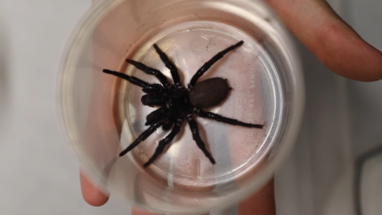 mega-aranha
