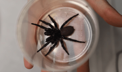 Parque de Reptéis da Austrália recebe mega-aranha com capacidade de perfurar unhas