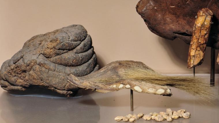 Pele e esterco de milodontes estão em exibição no Museu Americano de História Natural / Denis Finnin/American Museum of Natural History