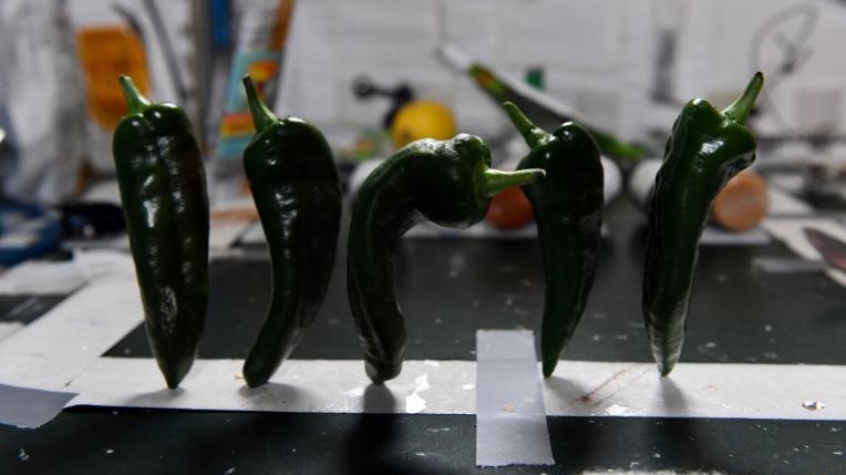 A colheita de pimentas pode ajudar na nutrição de futuras missões mais longas / Nasa