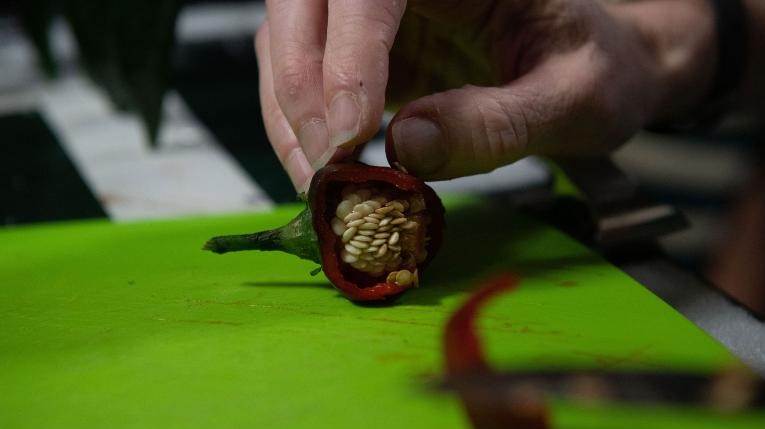 Astronautas fizeram testes de sabor para entender as diferenças entre pimentas terrestres e aquelas cultivadas no espaço / Nasa